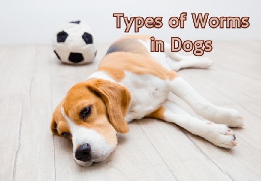 Types of Worms in Dogs: A Complete Guide